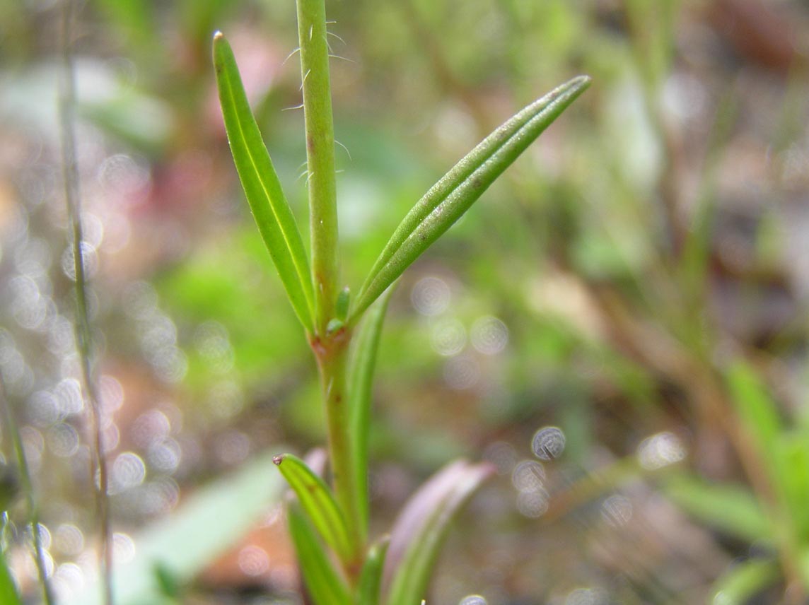 Misopates orontium / Gallinetta comune